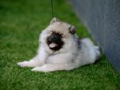Volfšpicai (keeshond) rezervacijai - nuotraukos Nr. 4