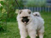 Volfšpicai (keeshond) rezervacijai - nuotraukos Nr. 5