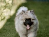 Volfšpicai (keeshond) rezervacijai - nuotraukos Nr. 6