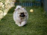 Volfšpicai (keeshond) rezervacijai - nuotraukos Nr. 7