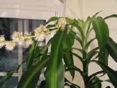 Kvapioji Dracena - nuotraukos Nr. 2