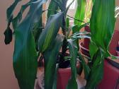 Kvapioji Dracena