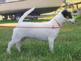 Džeko Raselo terjerai - Jack Russell terrier - nuotraukos Nr. 7