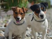 Džeko Raselo terjerai - Jack Russell terrier - nuotraukos Nr. 8