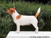 Džeko Raselo terjerai - Jack Russell terrier - nuotraukos Nr. 6