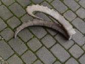 Kalnu ozio70 cm.,elnio rag ant metalines kaukuoles - nuotraukos Nr. 3