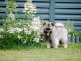 Volfšpicai (keeshond) rezervacijai - nuotraukos Nr. 8