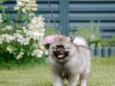 Volfšpicai (keeshond) rezervacijai - nuotraukos Nr. 11