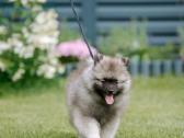 Volfšpicai (keeshond) rezervacijai - nuotraukos Nr. 12