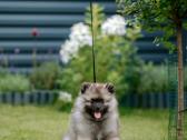 Volfšpicai (keeshond) rezervacijai - nuotraukos Nr. 13