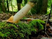 Poniabudės / žemės taukai / vesiolka - nuotraukos Nr. 2