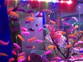 126l akv.su Juwelprimo lux LED 80 dang.,šviestuvai - nuotraukos Nr. 25