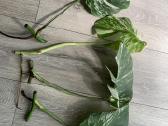 Monstera albo variegata
