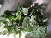 Monstera albo variegata - nuotraukos Nr. 3