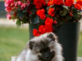 Volfšpicai (keeshond) rezervacijai