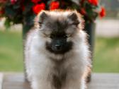 Volfšpicai (keeshond) rezervacijai - nuotraukos Nr. 9