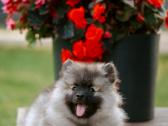 Volfšpicai (keeshond) rezervacijai - nuotraukos Nr. 10