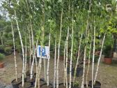 Svyrantis Beržas Betula pendula Youngii Vilnius - nuotraukos Nr. 3