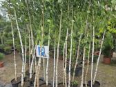 Svyrantis Beržas Betula pendula Youngii Vilnius - nuotraukos Nr. 4