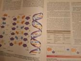 Biologija 1knyga. Sylvia S. Mader - nuotraukos Nr. 5