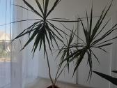 Dracena - nuotraukos Nr. 5