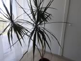 Dracena - nuotraukos Nr. 6