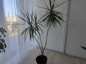 Dracena - nuotraukos Nr. 3