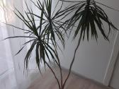 Dracena - nuotraukos Nr. 4