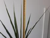 Dracena - nuotraukos Nr. 8