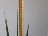 Dracena - nuotraukos Nr. 7