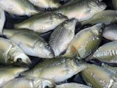 Karpių mailius įžuvinimui 5.99eur/kg.karpiukai - nuotraukos Nr. 8