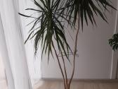 Dracena