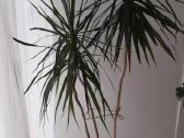 Dracena - nuotraukos Nr. 2