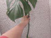 Monstera deliciosa - nuotraukos Nr. 2