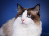 Ragdoll kaciukai - nuotraukos Nr. 17