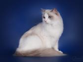 Ragdoll kaciukai - nuotraukos Nr. 6