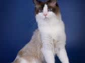 Ragdoll kaciukai - nuotraukos Nr. 18