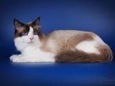 Ragdoll kaciukai - nuotraukos Nr. 3