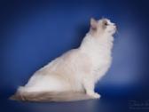 Ragdoll kaciukai - nuotraukos Nr. 19