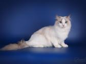 Ragdoll kaciukai - nuotraukos Nr. 20