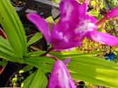 Lauko orchidėja - nuotraukos Nr. 32