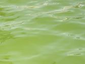 Parduodu gyva Chlorella - nuotraukos Nr. 2