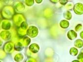 Parduodu gyva Chlorella