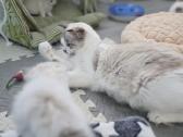 Kilmingi Ragdoll kačiukai - nuotraukos Nr. 14