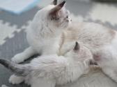 Kilmingi Ragdoll kačiukai - nuotraukos Nr. 13