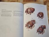 Kardiochirurgija - nuotraukos Nr. 13