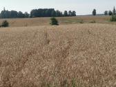 Sklypas Lazdininkų kaime 37 a - nuotraukos Nr. 3