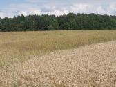 Sklypas Lazdininkų kaime 37 a - nuotraukos Nr. 5
