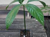 Amorphophallus titanum (Titan arum) lavongėlė - nuotraukos Nr. 3