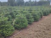Kalėdinės eglutės Kėniai Kėnis kaukazinis Nordmann - nuotraukos Nr. 20